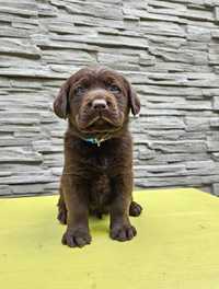 Labrador ciocolatiu pedigree tip A