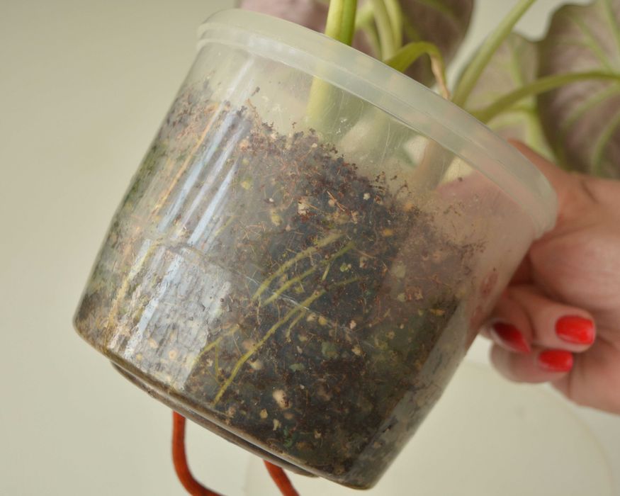 Алоказия Black Velvet и Frydek в одном горшке