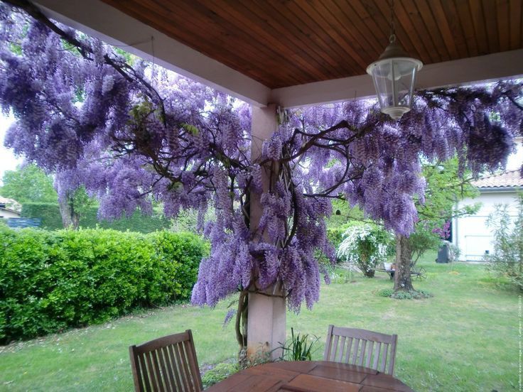 Wisteria -Magia florilor in gradina ta!