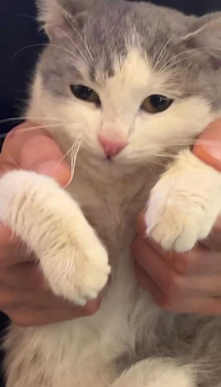 Серо-белый котик
