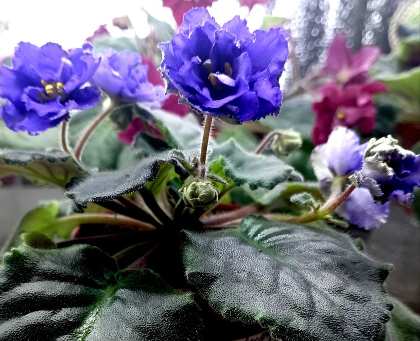 Продам фиалочки и глоксинии