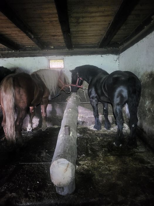 Vând cai,sau schimb cu vaci