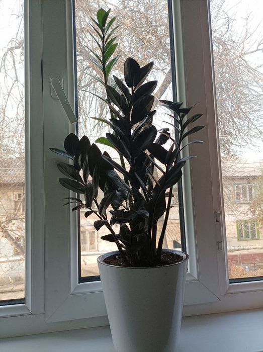 Комнатный цветок "Черный Принц"