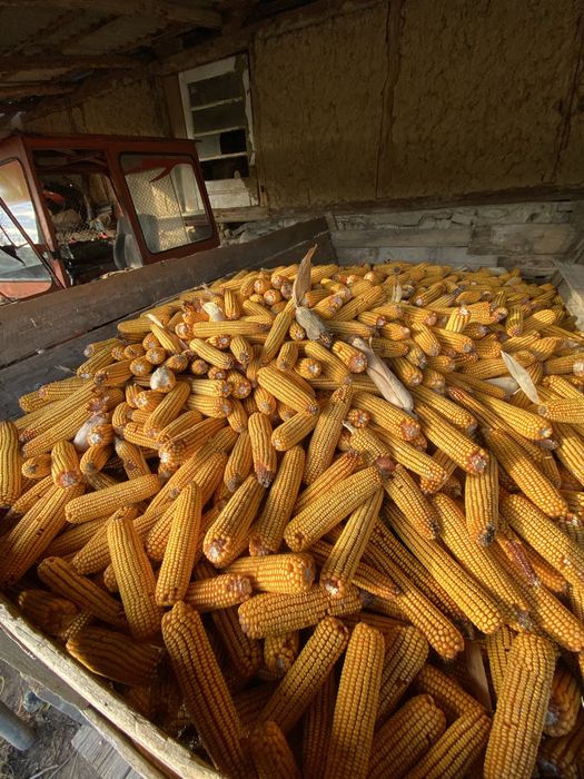 Vand porumb stiulete