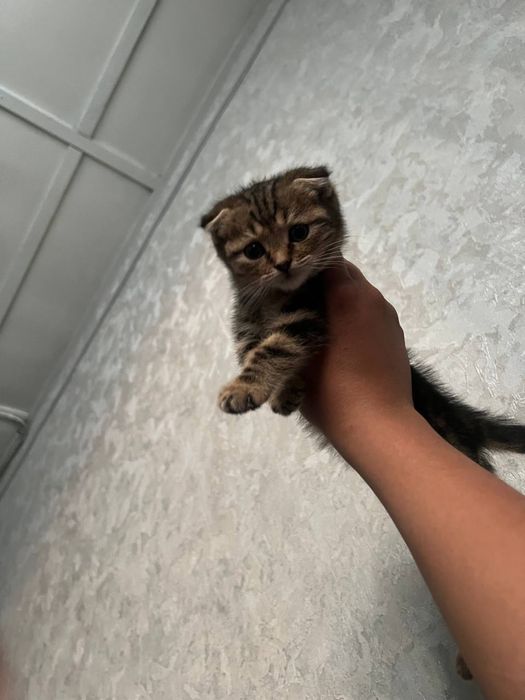 Мушук скотиш фолд