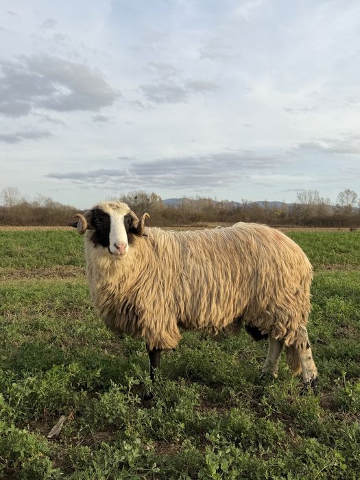 Vand berbecut (noatin)