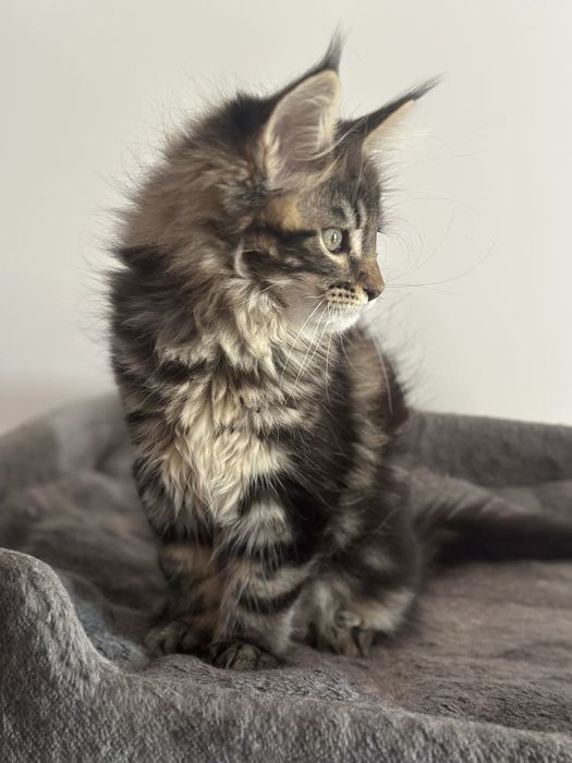 Maine coon băiețel pufos