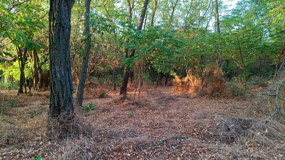 Vand teren intravilan cu padure – Potlogeni Vale, jud. Dambovita