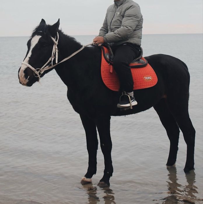 11 жасар айғыр сатылад