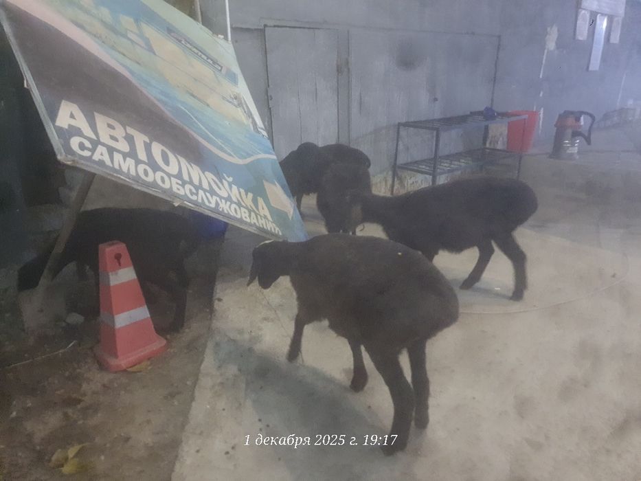 Ургочи кузиларсотилади