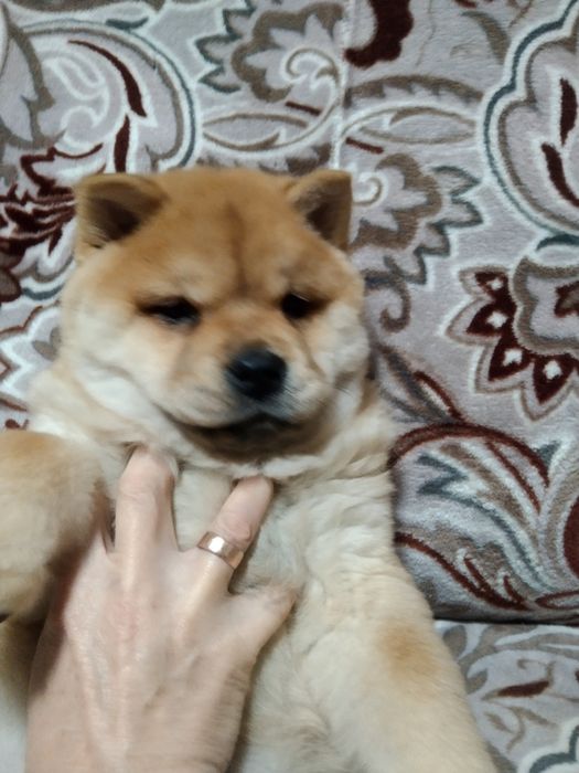 Продам  красивую девочку  породы чау чау.
