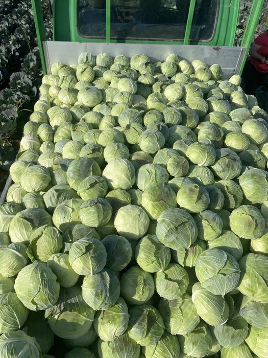 Varzǎ Beverly Hills&Autumn Queen F1