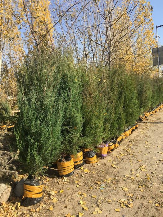 Majvenik archa sotiladi