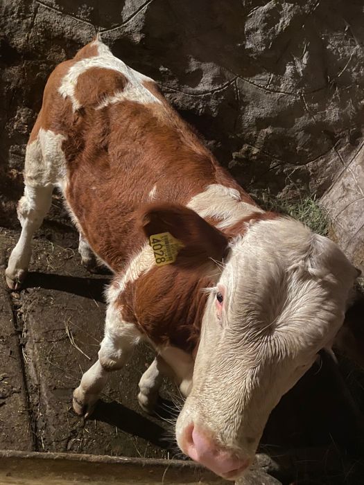 Vand vitel si juninca