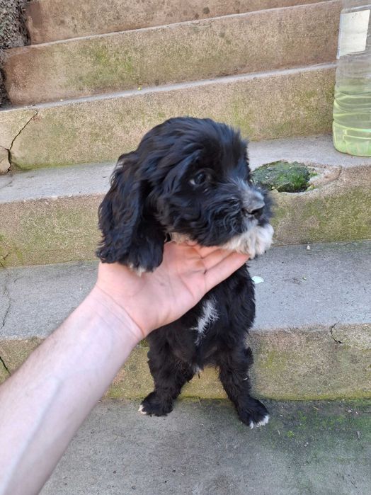 Малки логото с кокер