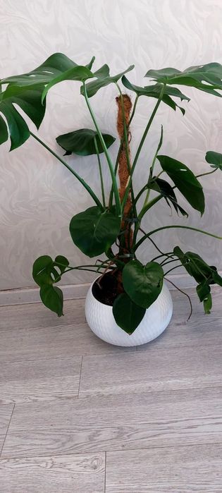 Продам цветы комнатные