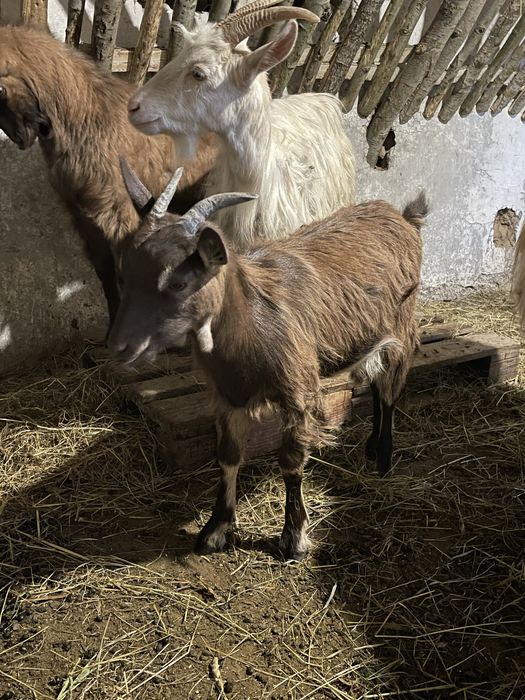 Vând capre tinere bune de lapte prețul pleacă de la 300 de lei .