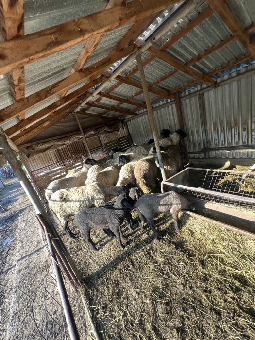 Vand oi si berbeci carabasi