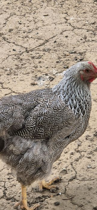 2 gaini de vânzare
