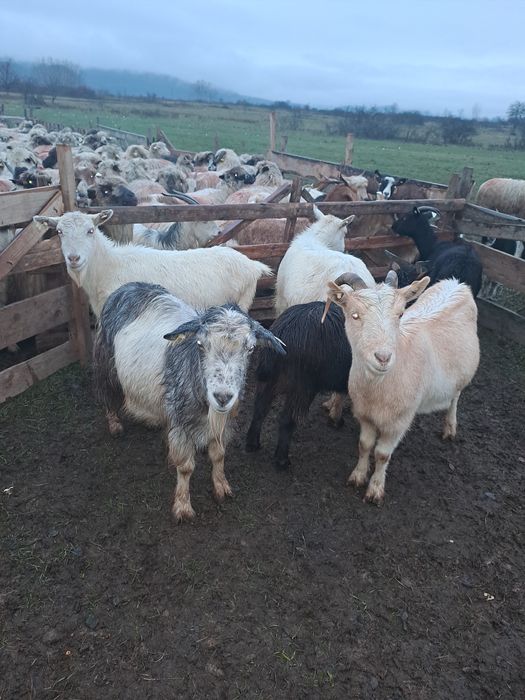 Vând capre gestante