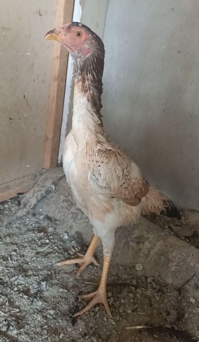 Апрелски жужа товук тоза  йул калтели зотладан