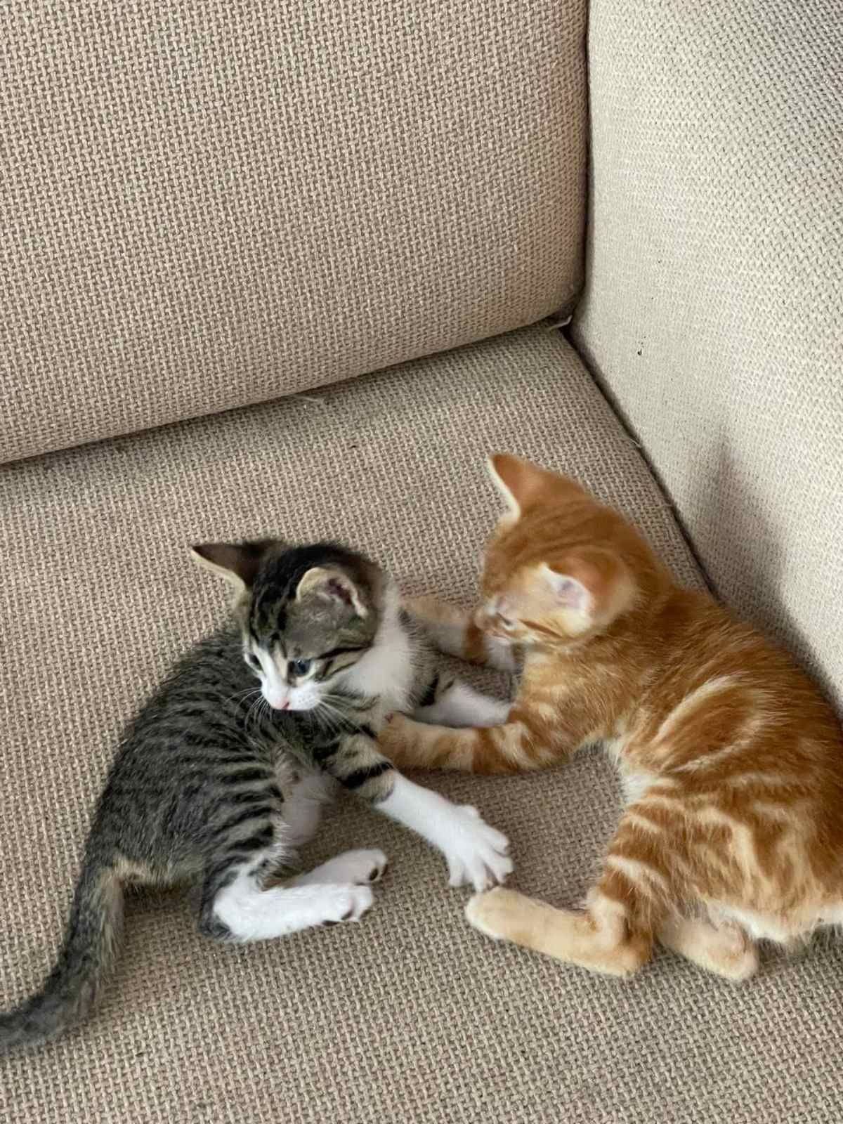 Подарявам котенца