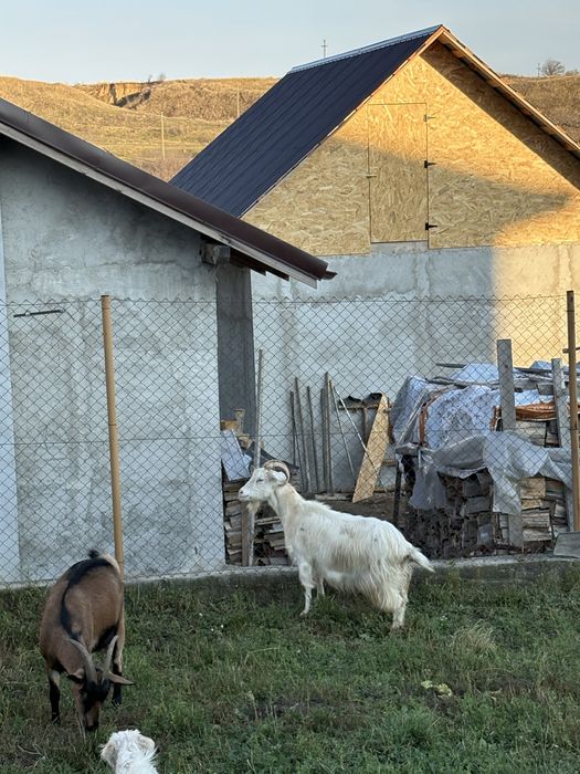 Vand 2 capre si un țap alpin francez