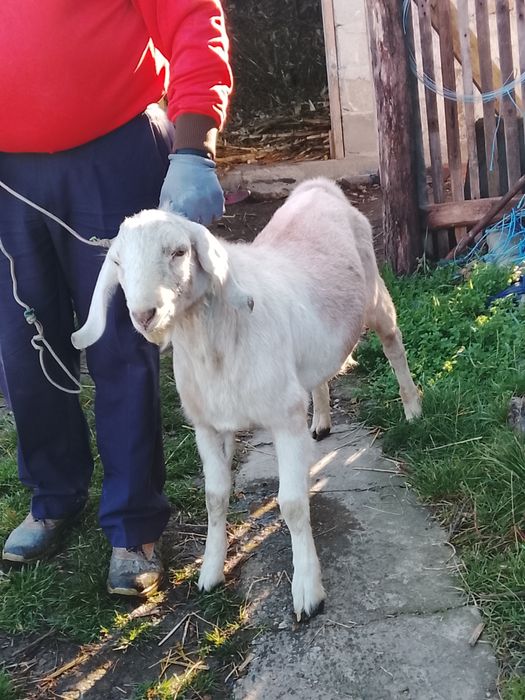 Vând sau schimb țap anglonubian
