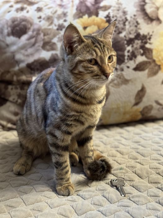 Отдам котенка бесплатно