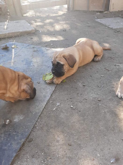 Продавам кане корсо