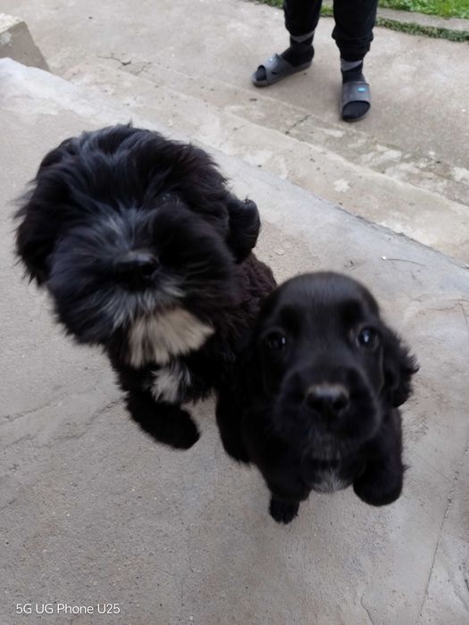 Кучета за трюфели