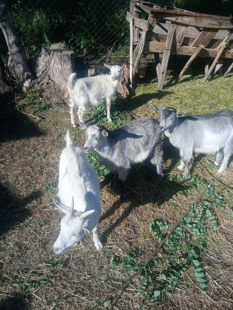 Capre de lapte sannen si metis .Iezi pentru sacrificat  si tap.