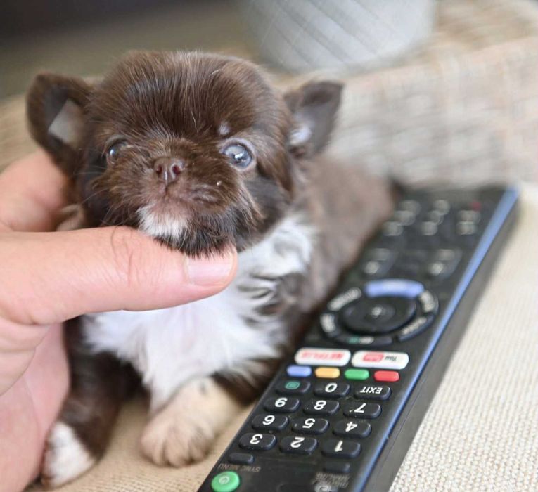 Женско дългокосместо мини чихуахуа шоколадово