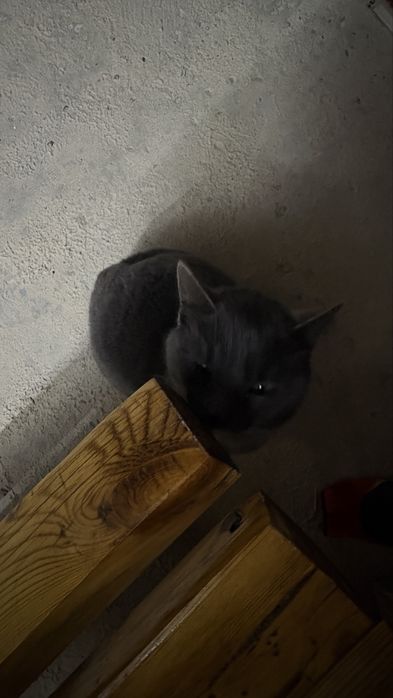 Британская короткошёрстная (British Shorthair)