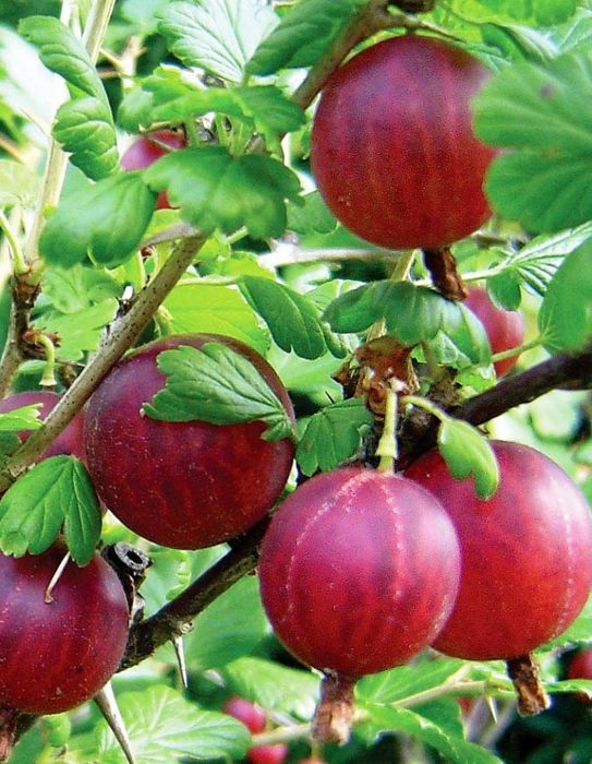 Arbusti Fructiferi soiuri de  agris rosu