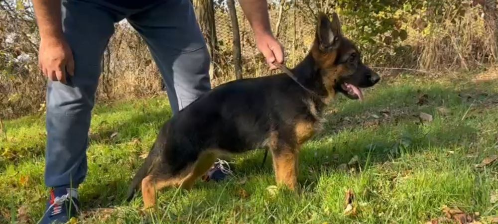 Femela ciobanesc german cu pedigree