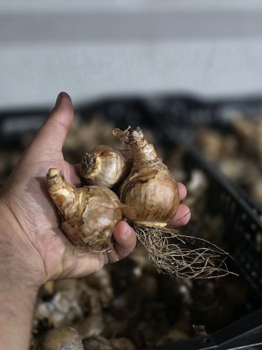 Bulbi de: Lalele, narcise, zambile, crocus