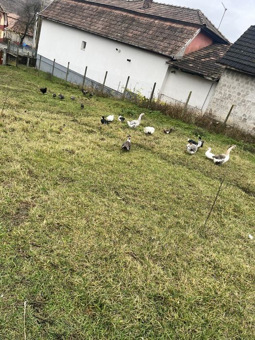 Vand sau schimb to pe animale