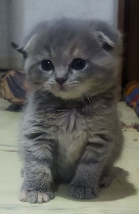 Шотландские котята