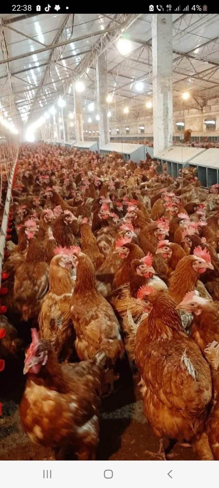 Găini roșii de ouo
