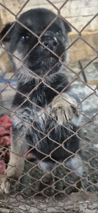 Продам щенка овчарки