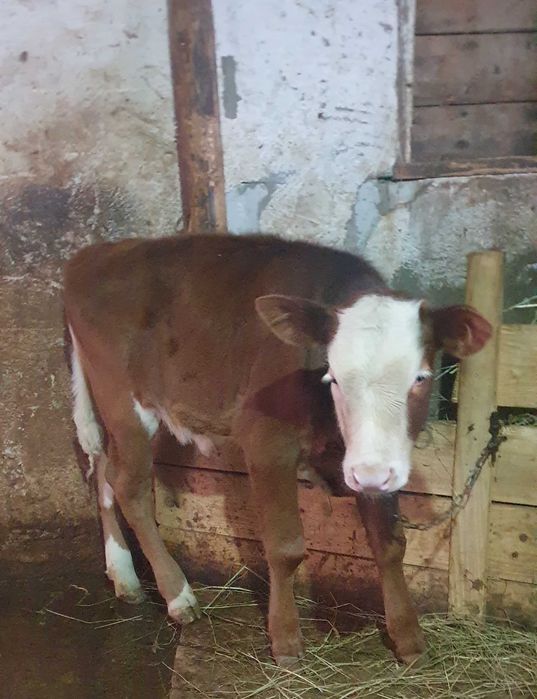 Vițică bălțată 2 luni