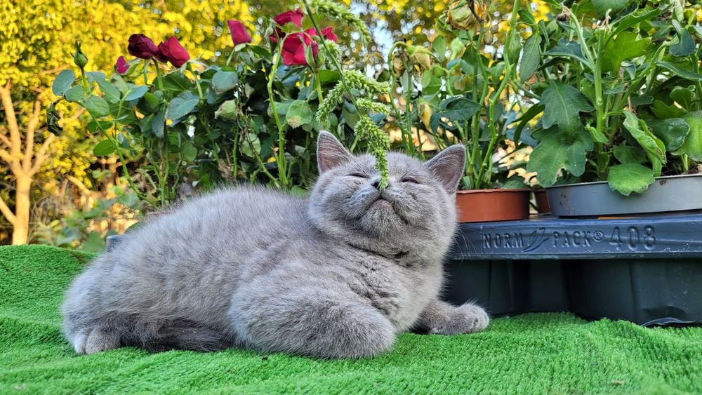 Scottish straight și scottish fold.