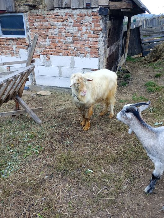 Vând țap 2 ani jumate