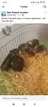 Ofer spre adopție hamsteri pitici,