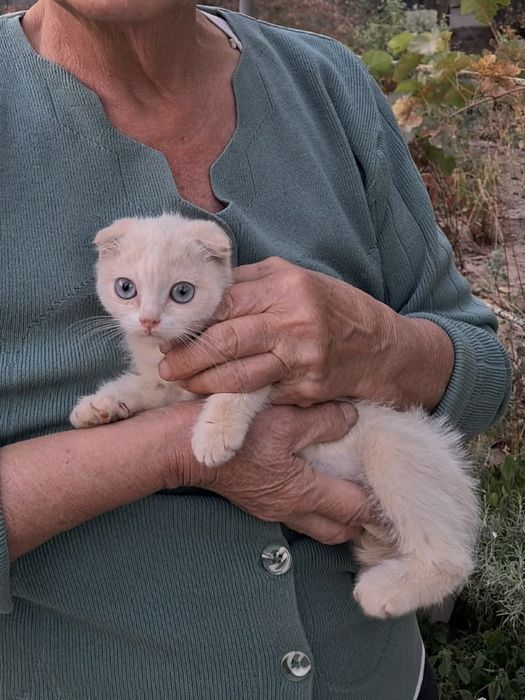 Котенок вислоухий с голубыми глазами мальчик