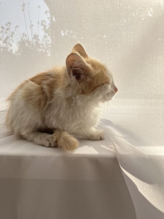 Рыжее счастье ищет дом — котёнок в добрые руки