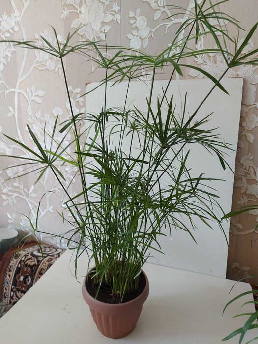 Циперусы  Хлорофитумы ,  бугенвиллия  и др.