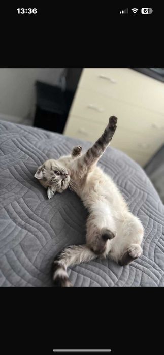 Кошке нужен дом! Срочно!