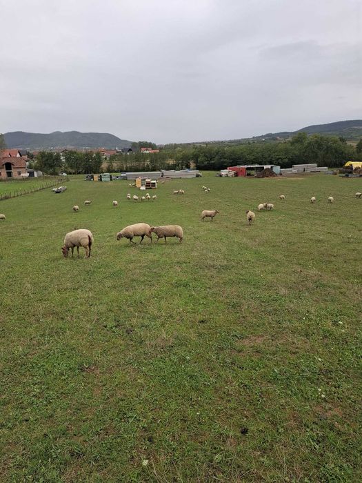 Berbeci de prasila,rasa de carne Rouge de l'Ouest